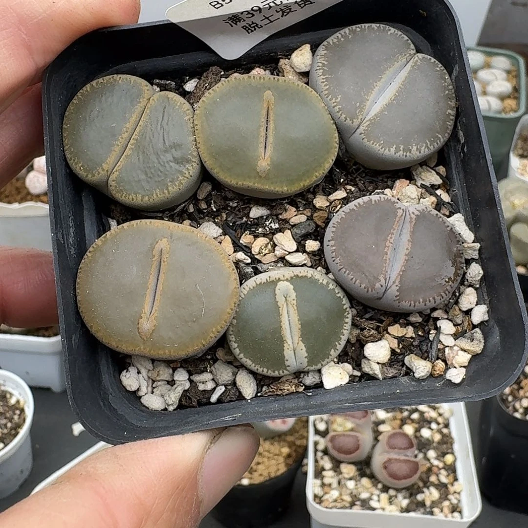 504多肉哈哈哈哈哈哈哈