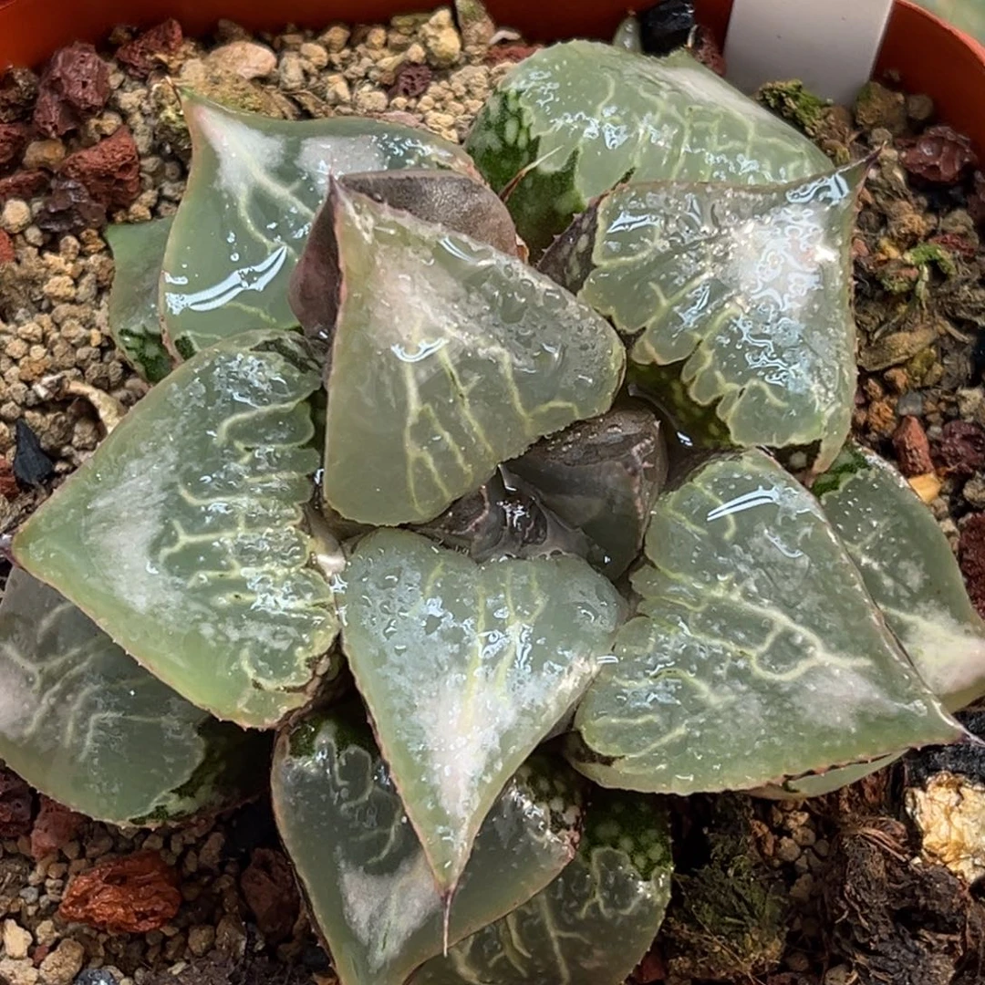 78巨大化酒吞童子福利专场