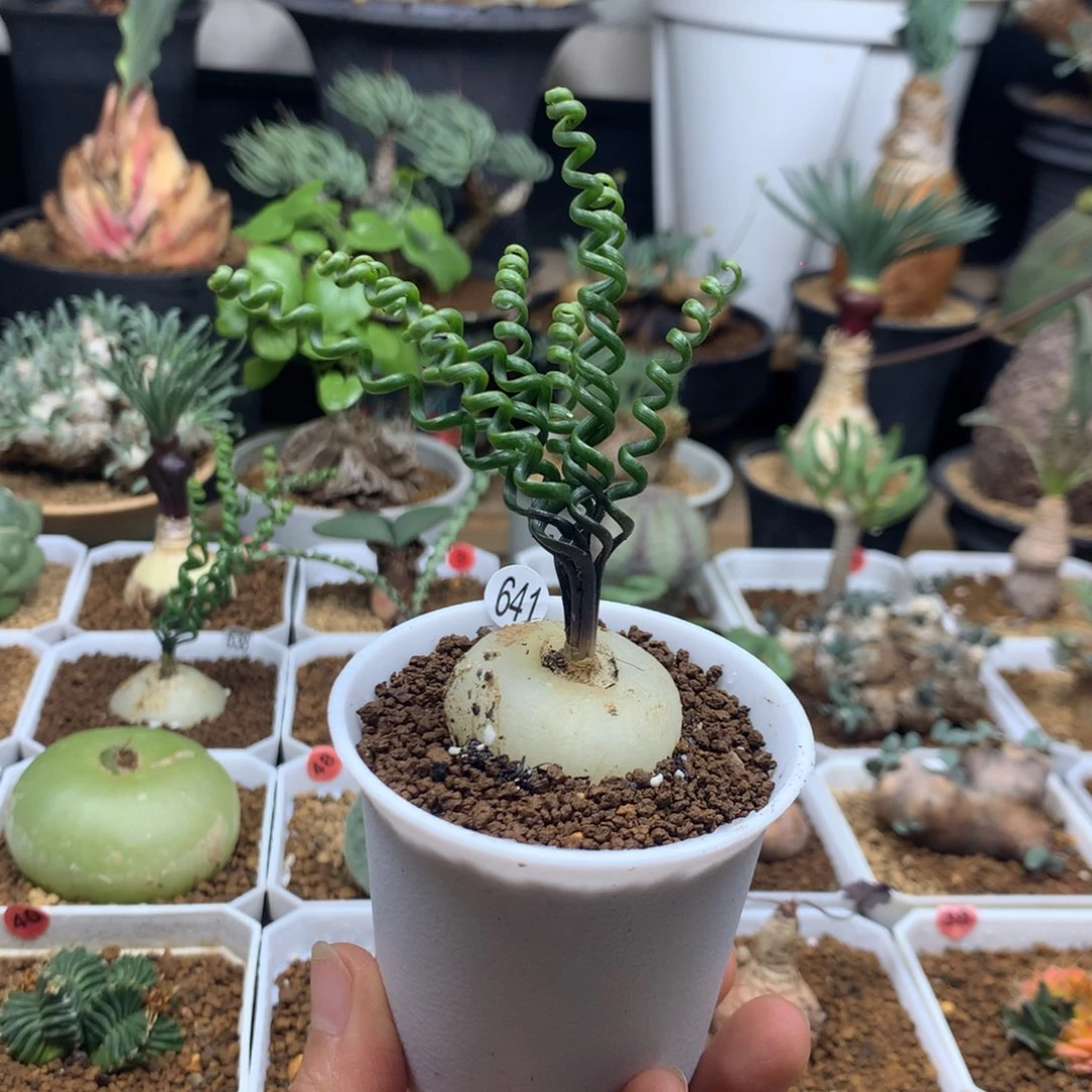 钢丝弹簧草多肉带盆641