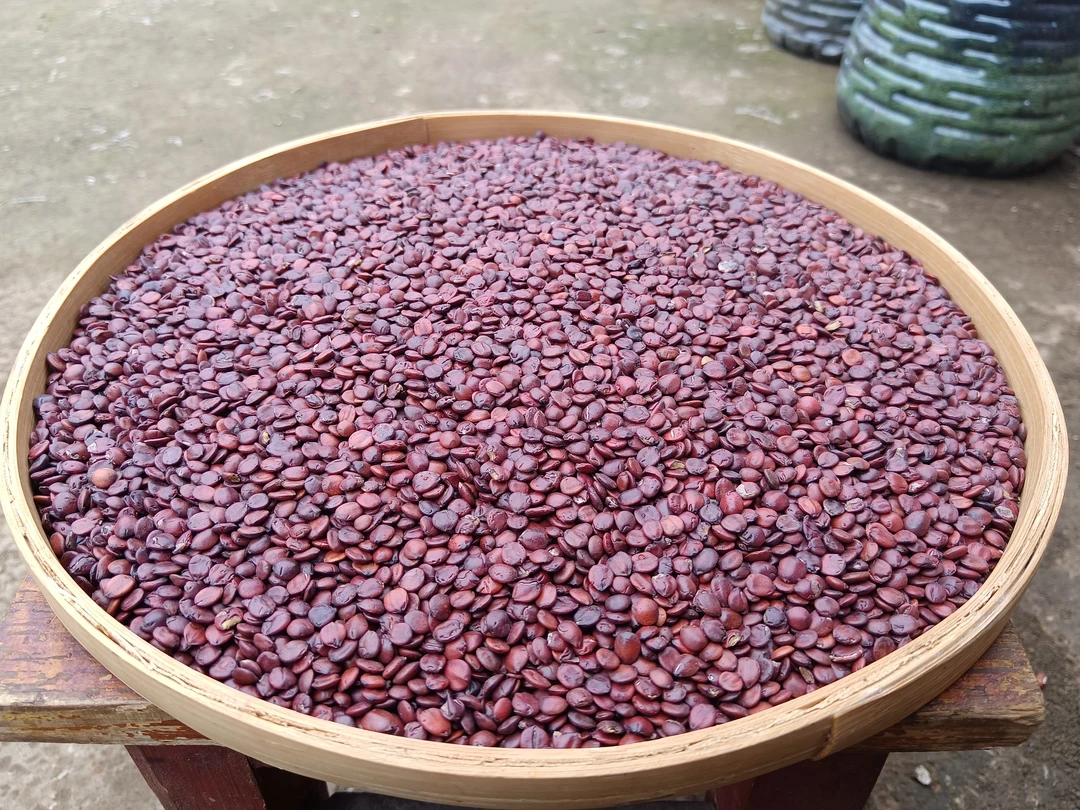 云南山货野酸枣仁净重50克/100克/250克