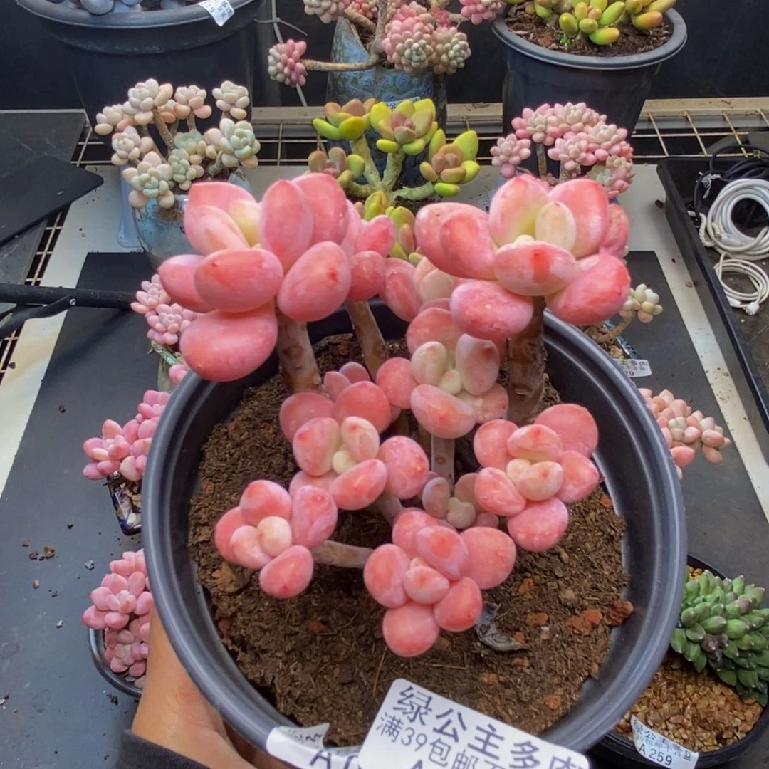 314樱花洛神多肉8c m