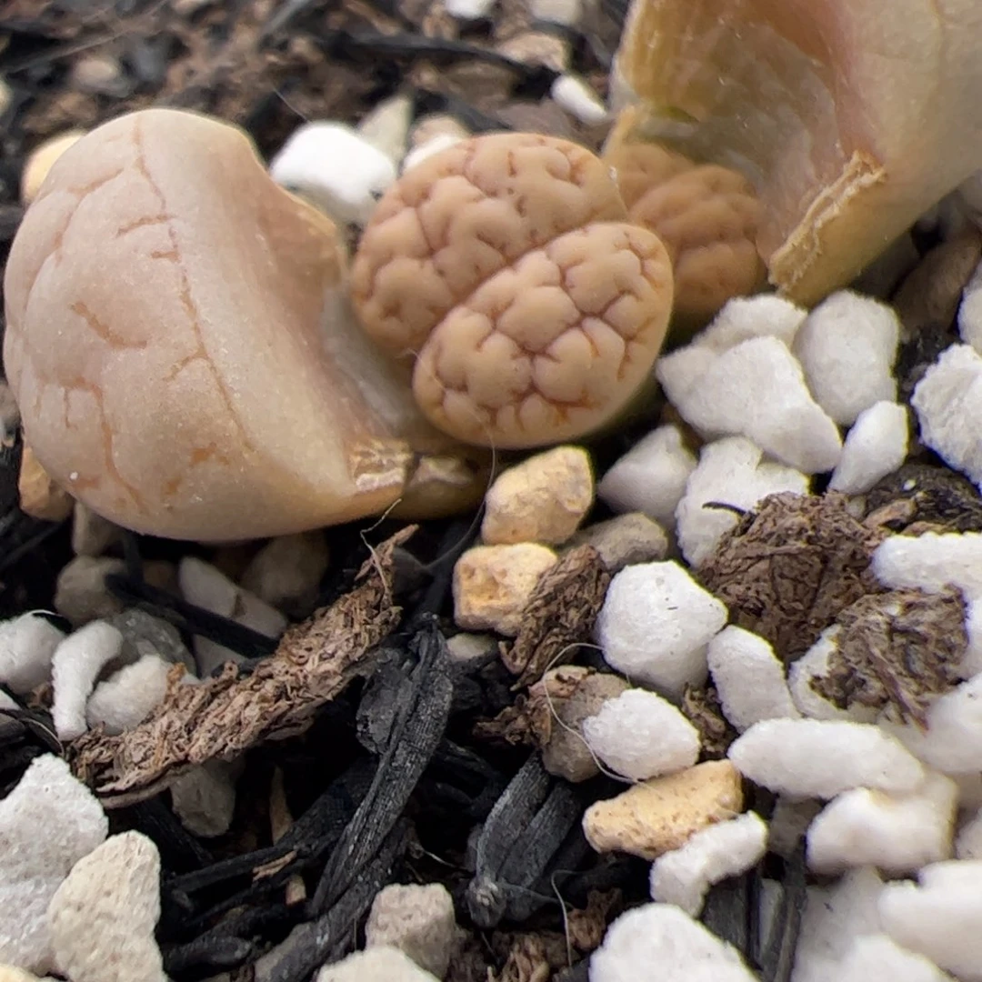 189 多肉植物多肉植物