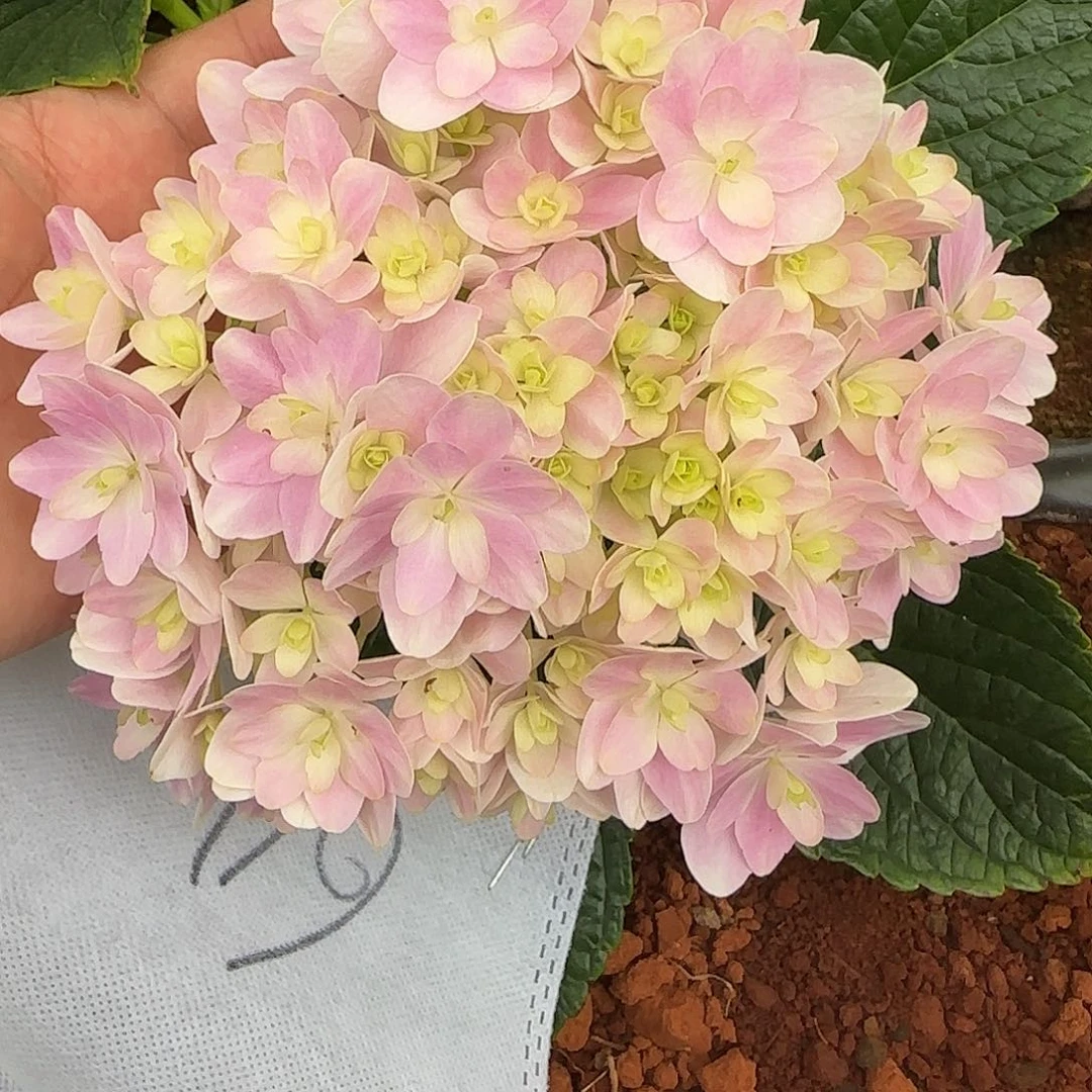 绣球切花一物一拍3枝起包邮，64