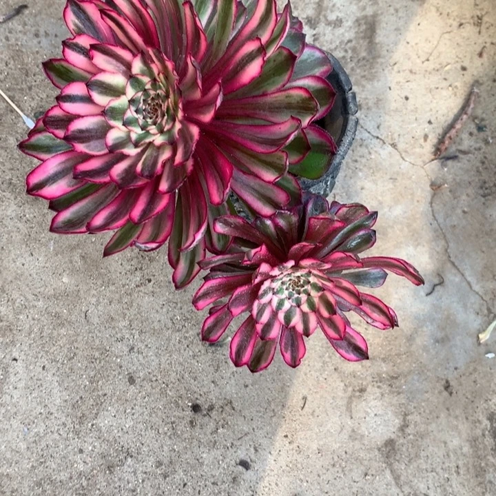 443紫同多肉植物