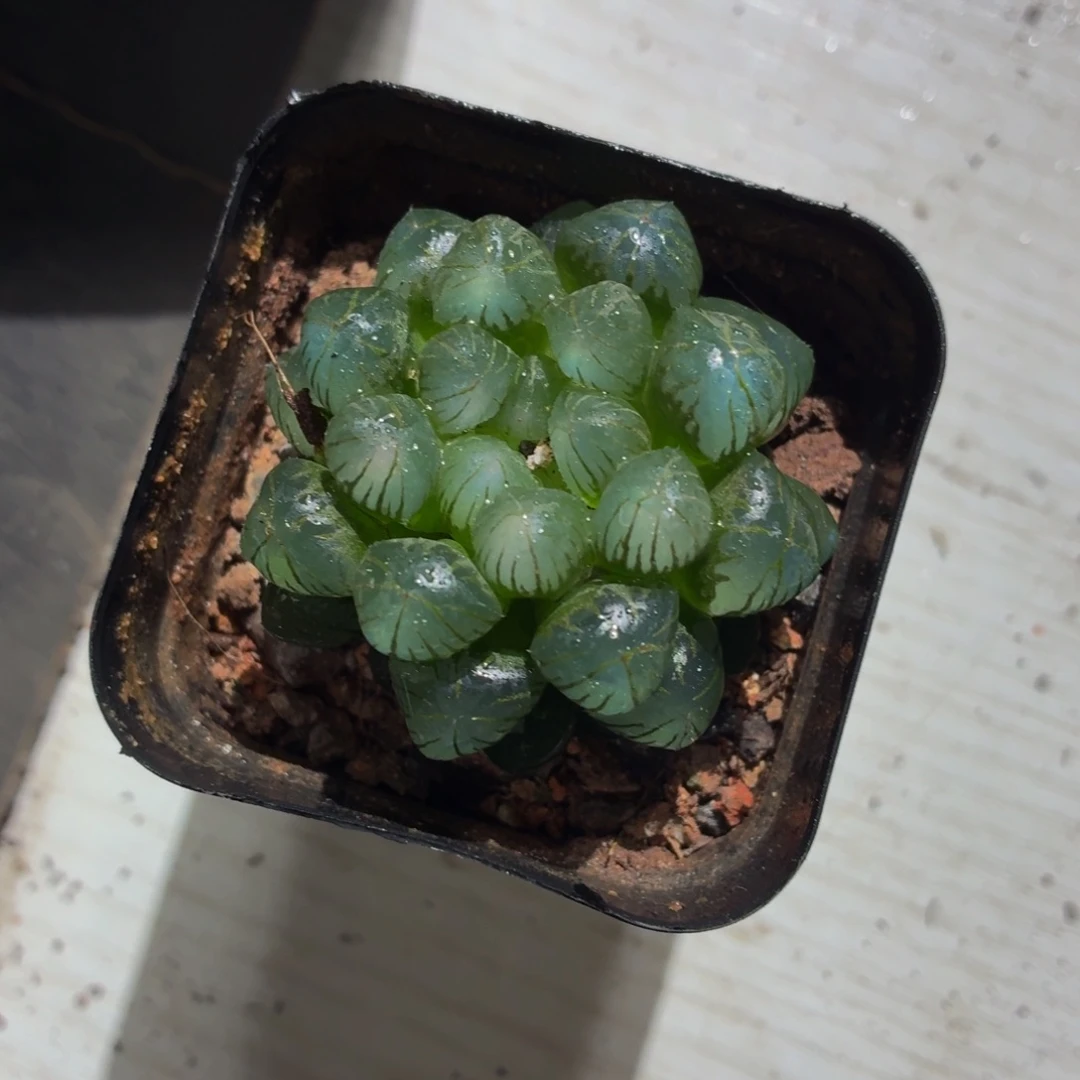 姬玉露多肉9.9包邮发货