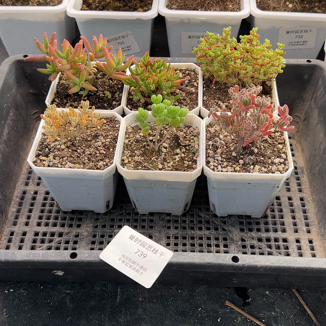 739号枝干6颗12.25多肉