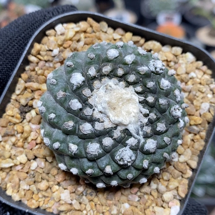 龙爪墨蝶64号4.6cm