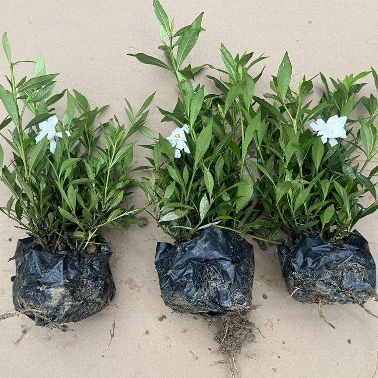 雀舌四季香水栀子花小苗一年四季花开的栀子花清香型花卉