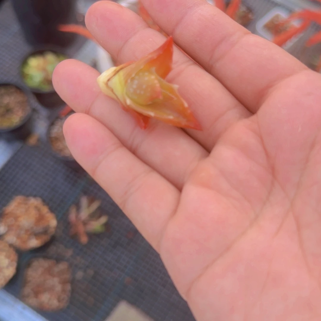 刚果芦荟 多肉植物