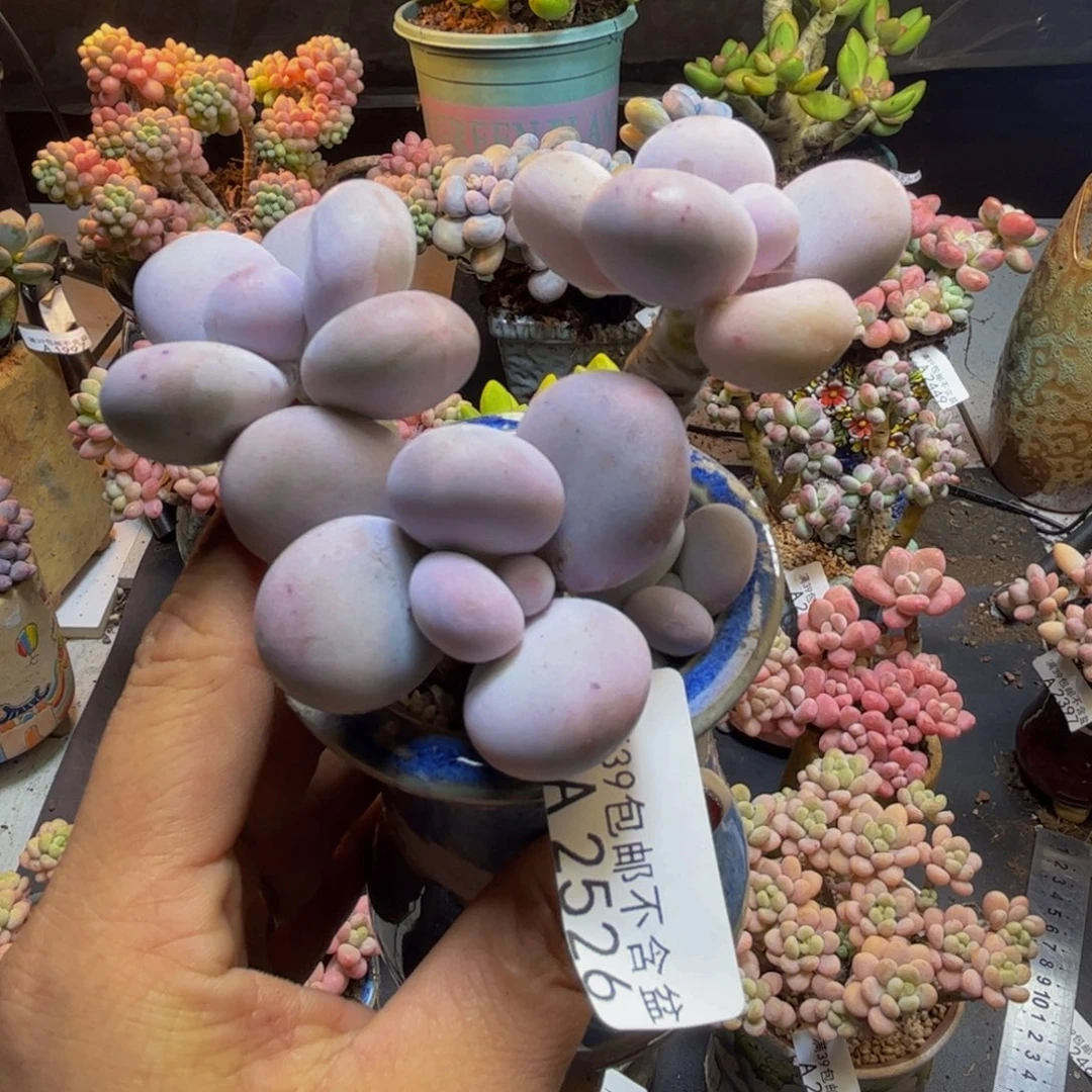 水光针2526/8cm多肉