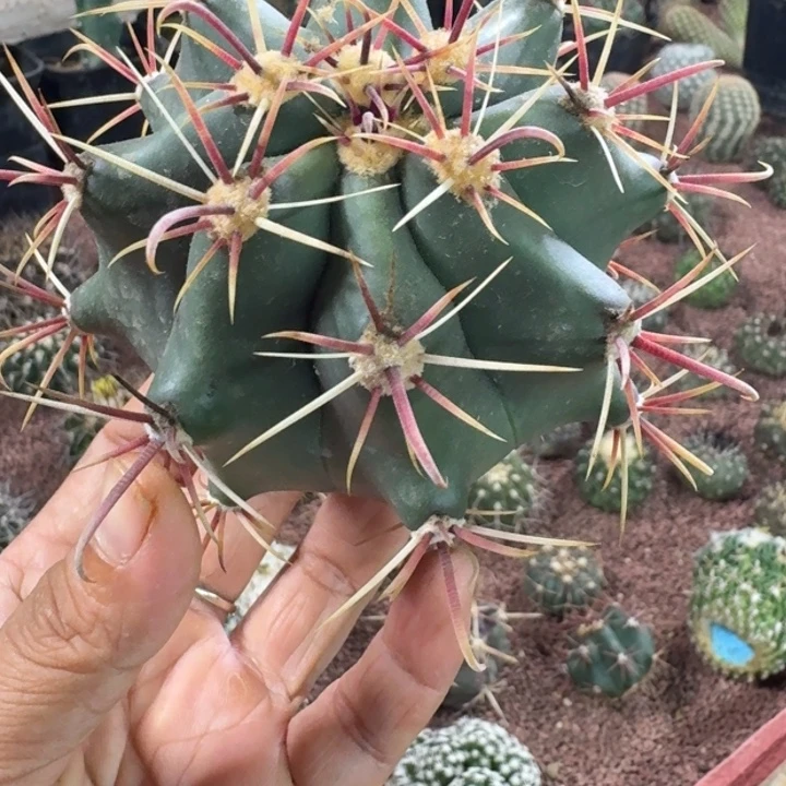 仙人球，强刺伟冠龙，有根