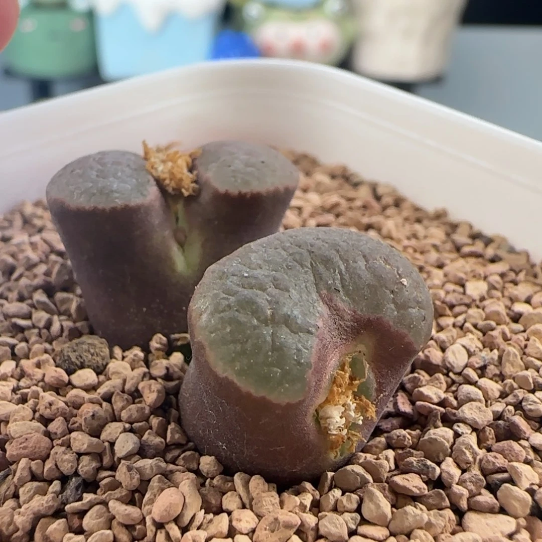 0602/侧开门ban'ke磁铁/