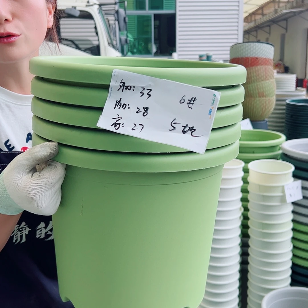 四季盆6#果绿5个无托