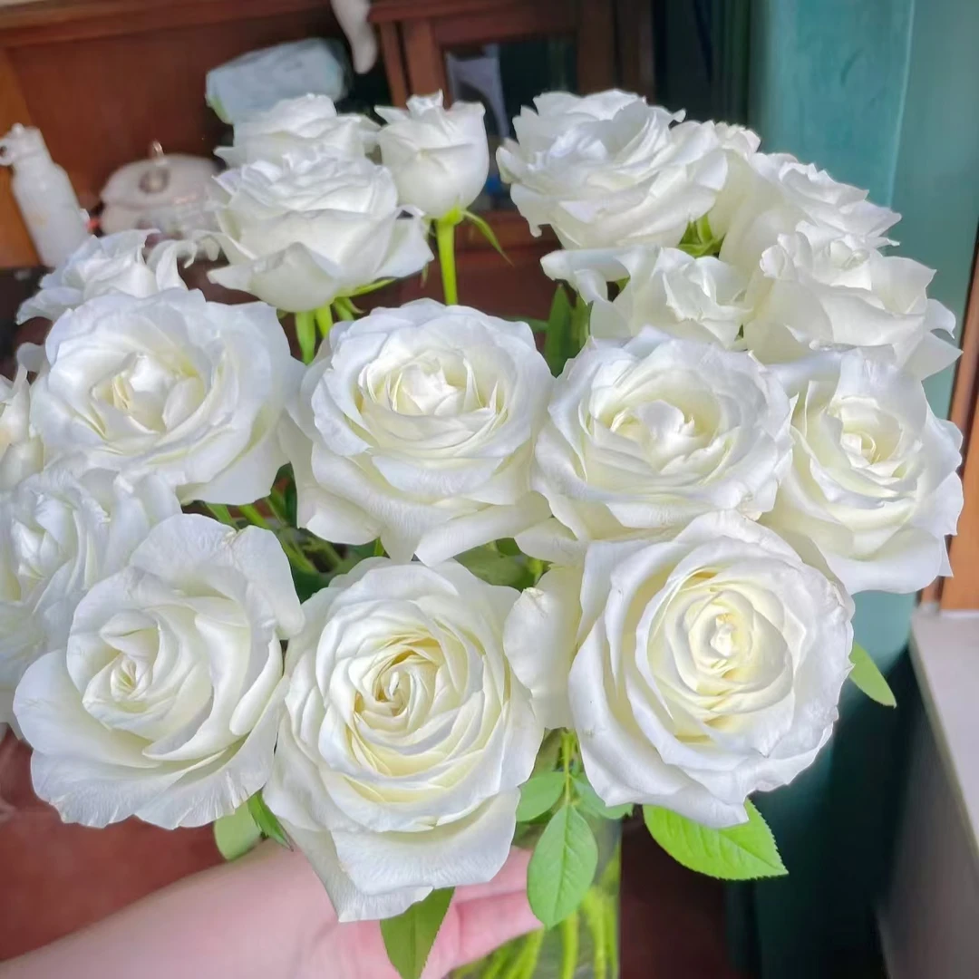 【骄傲】10枝单头玫瑰 基地直发 | 全场任意满鲜花两单包邮