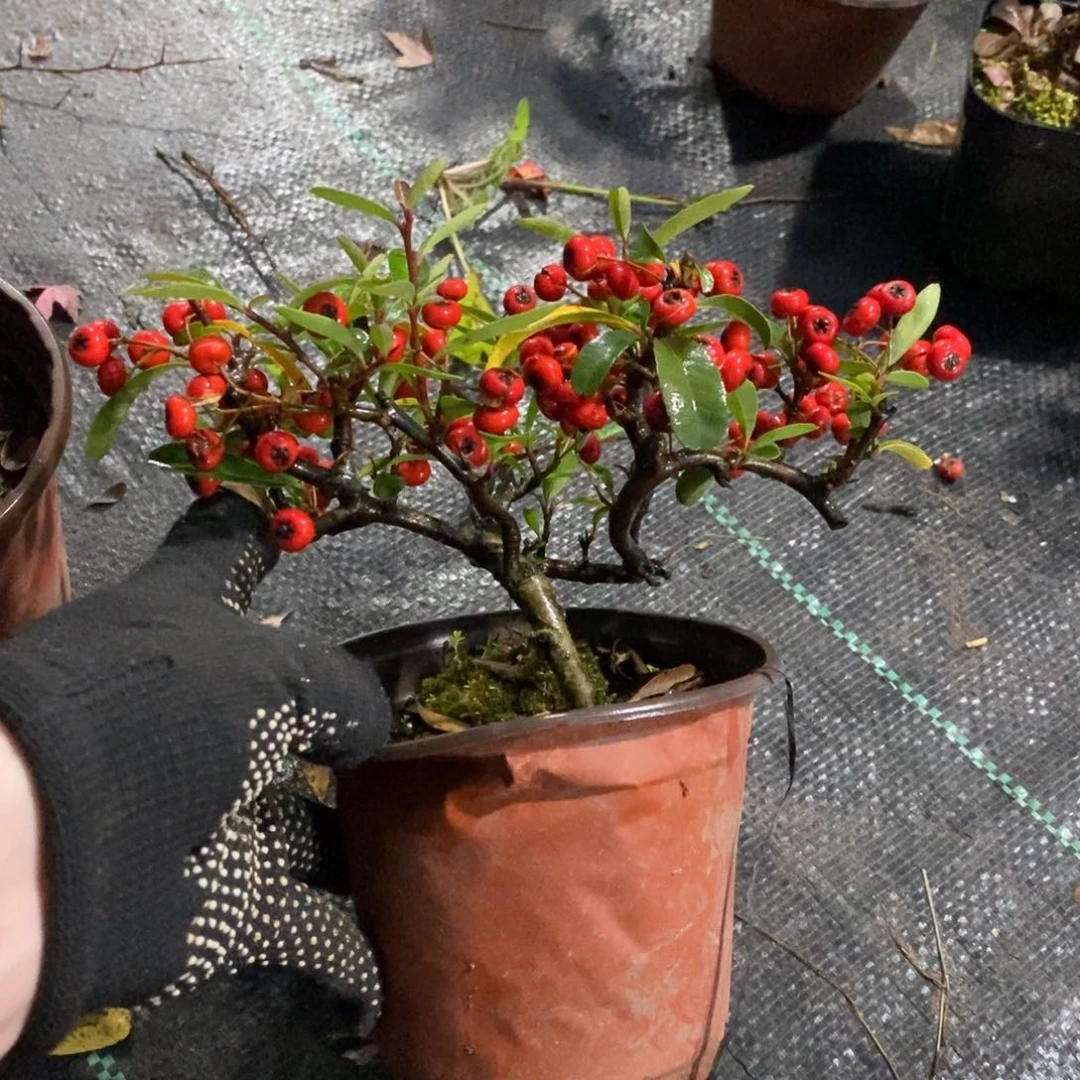 漆***漆无花朵盆景盆景20
