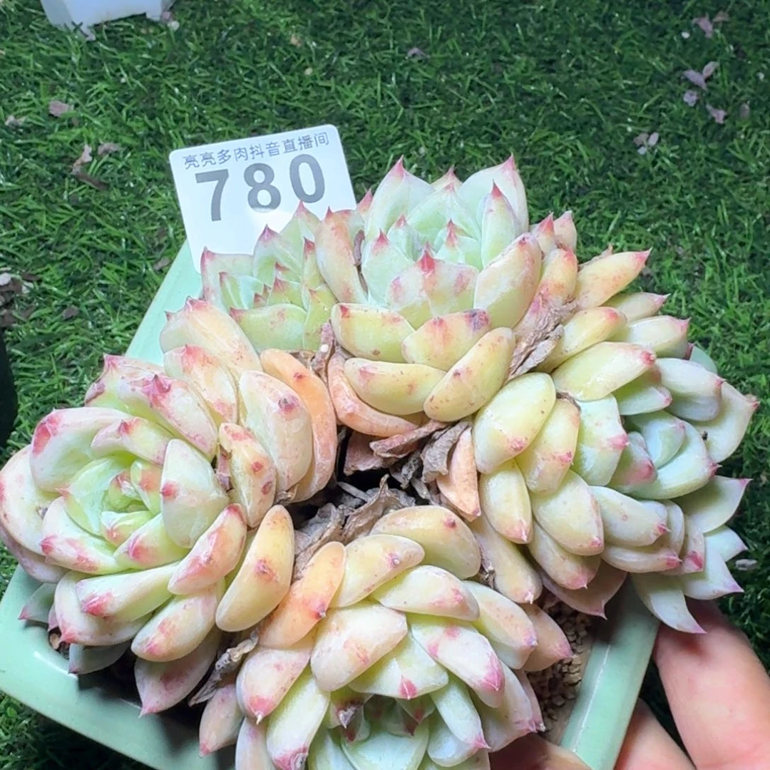 旺**喜红拉糖         多肉植物