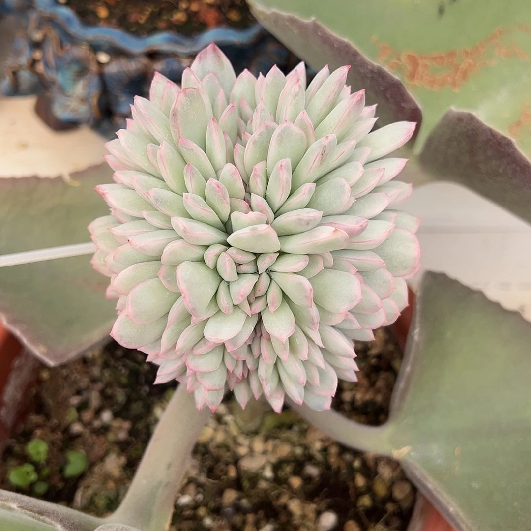 雨燕作锦嫁接多肉植物