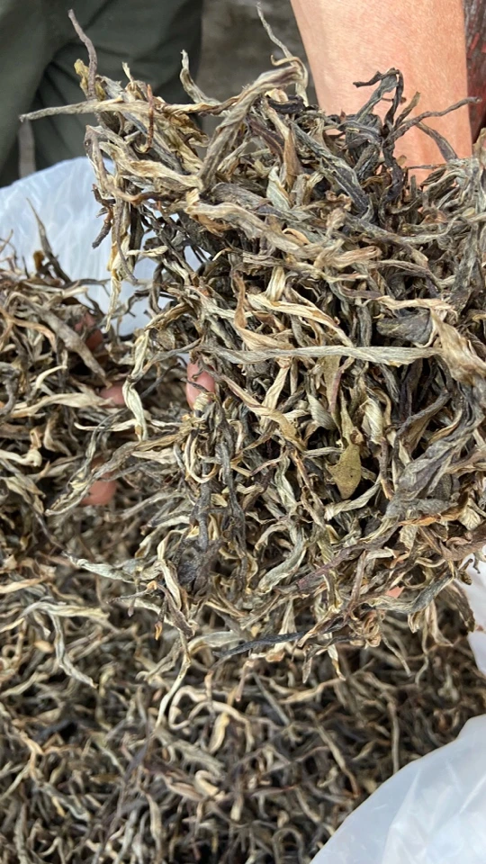 五老山 国有林 普洱茶生茶200克