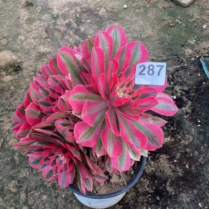 287粉女巫不圆多肉