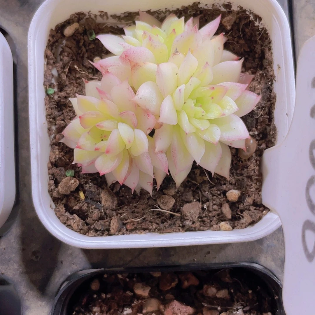 女雏锦w006一物一拍