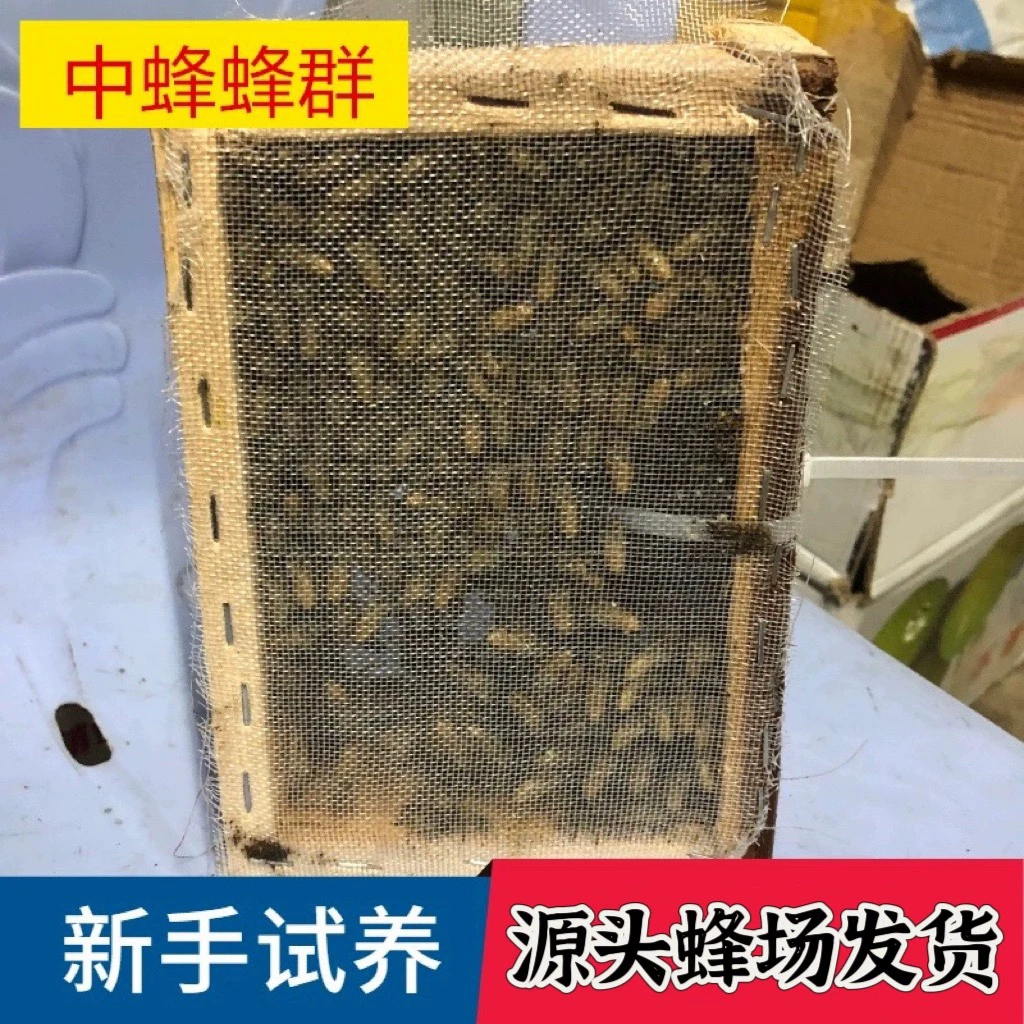 带王蜂群笼蜂中蜂蜂中蜂蜂群蜜蜂群活体种产卵新中蜂蜂王种王出售