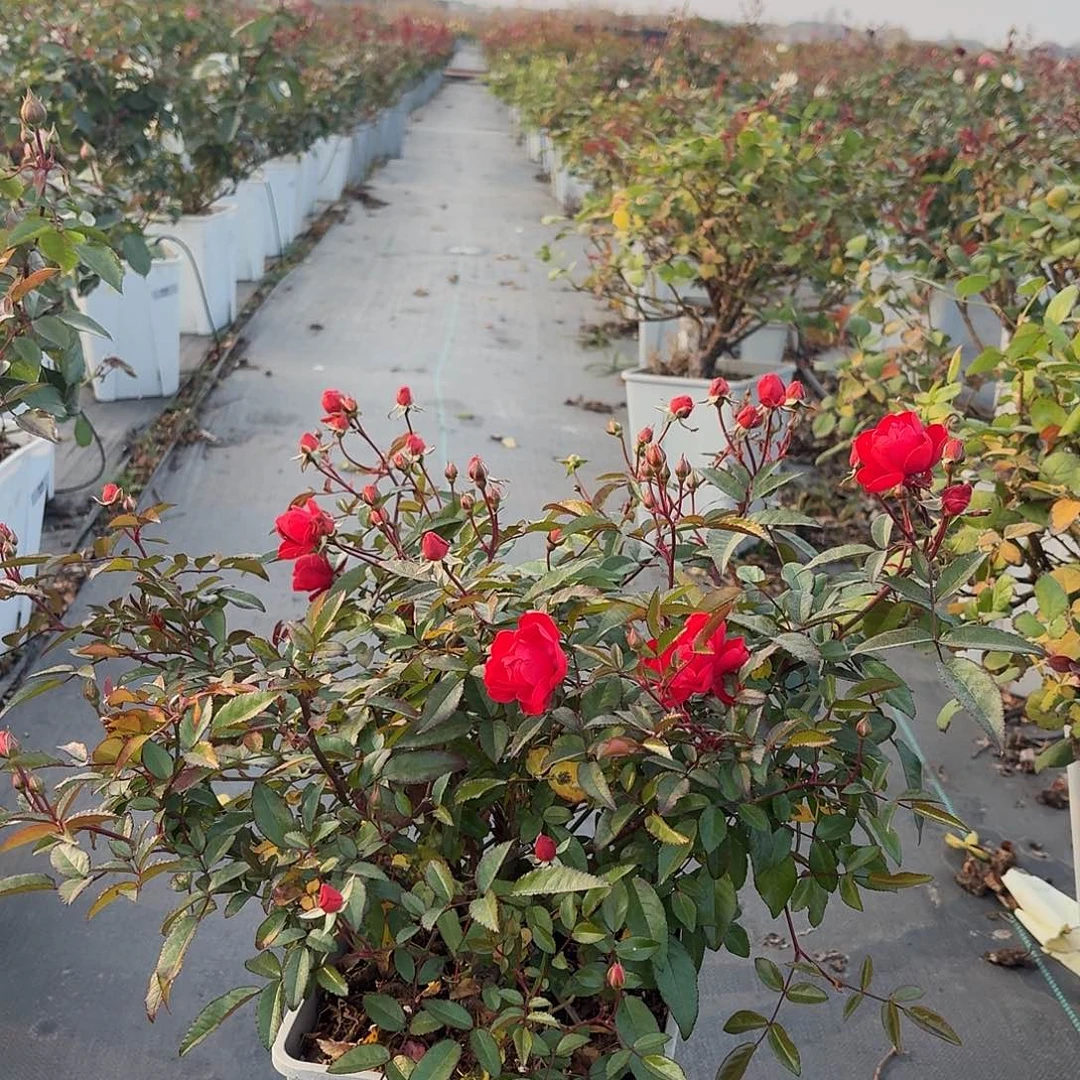 当前无花朵，栽培后可花朵947