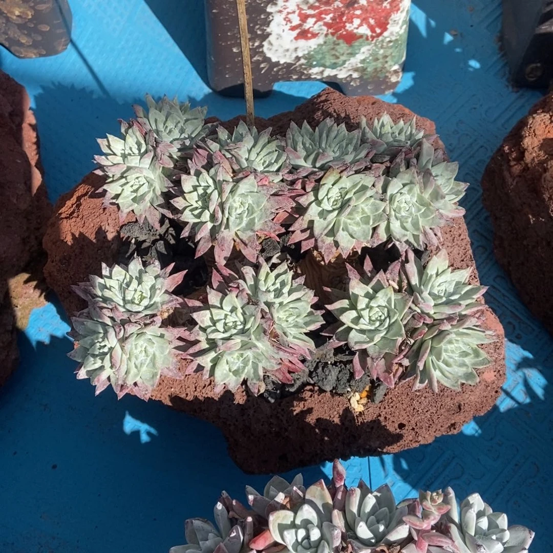 法瑞白雪多肉植物