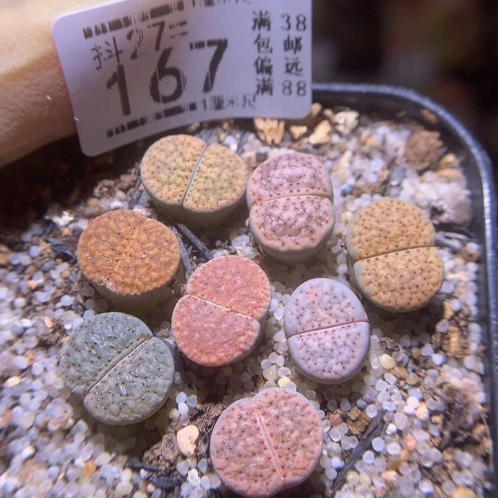 精品生石花27.167