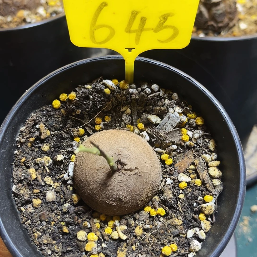 645龟甲龙685886888