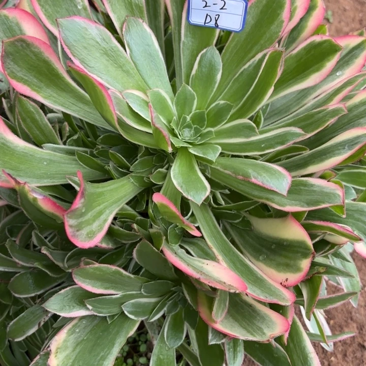 巧***塔皇后多肉断枝不包8