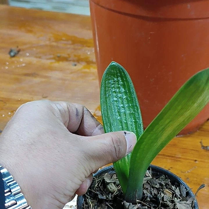 完全开放发2改代苗子