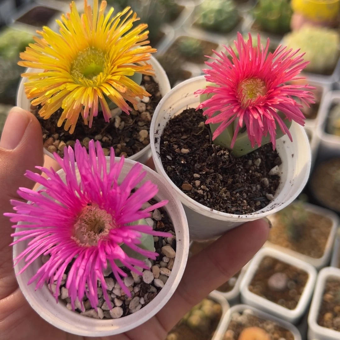 071多肉植物种类多样