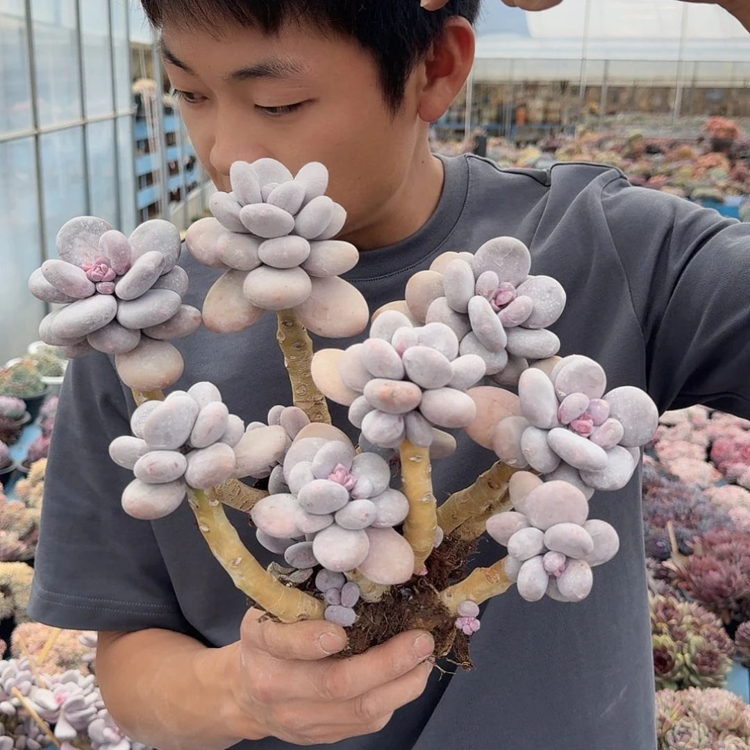 日系大叶奶多肉植物 0000