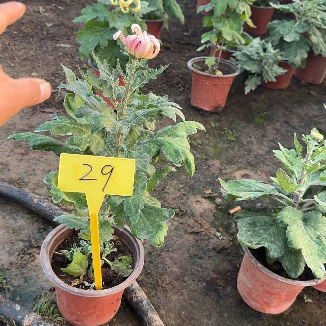 万***焙大部分花苞少量开放29都