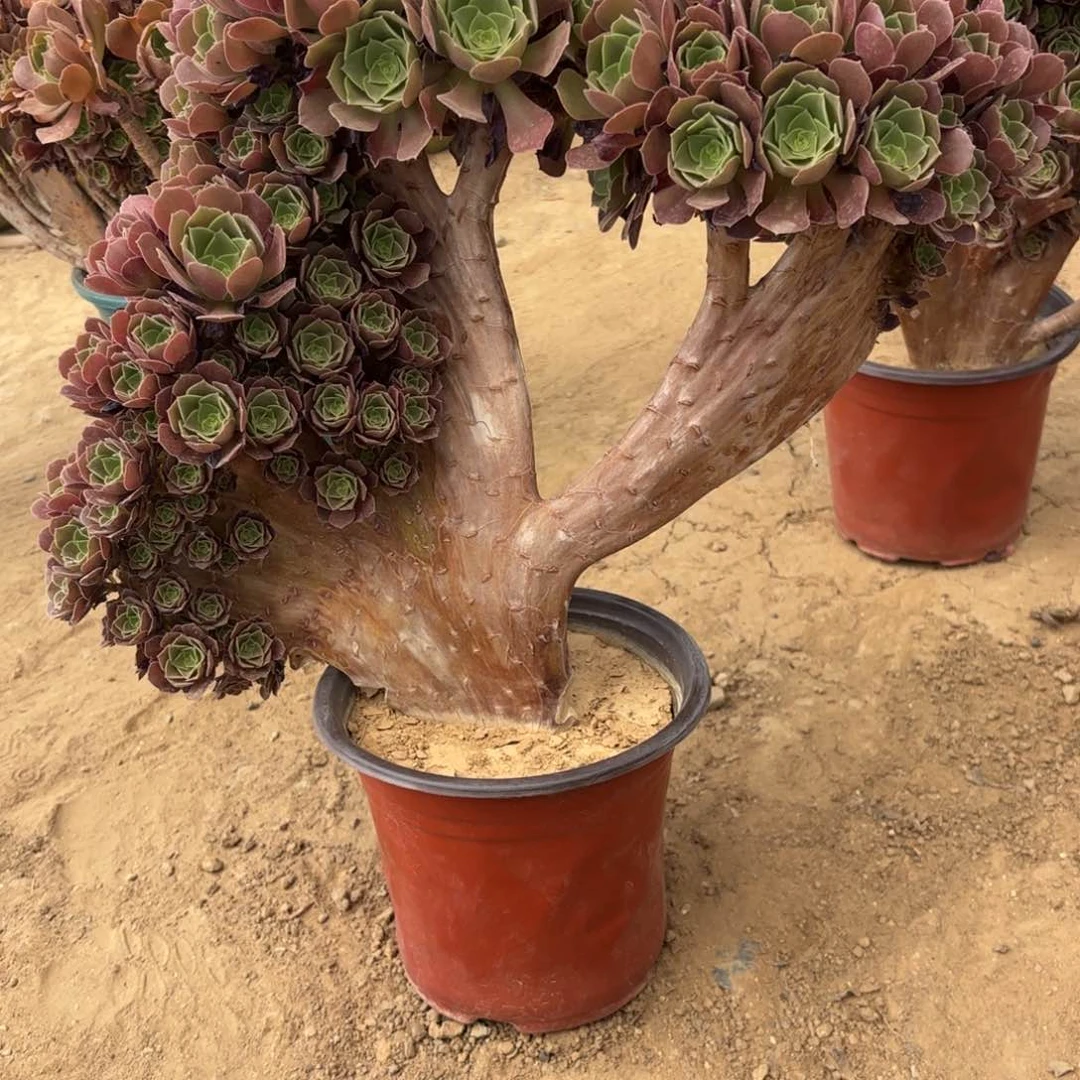 牛***?717玫瑰朵朵缀多肉植物