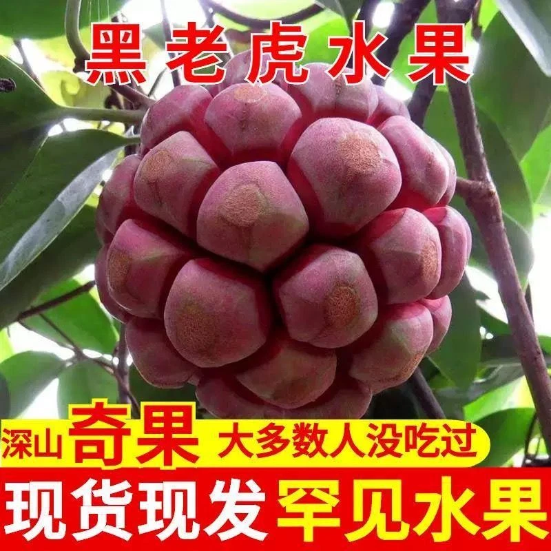 新鲜黑老虎水果大血藤果布福娜酒饭团稀奇古怪当季水果稀有云南