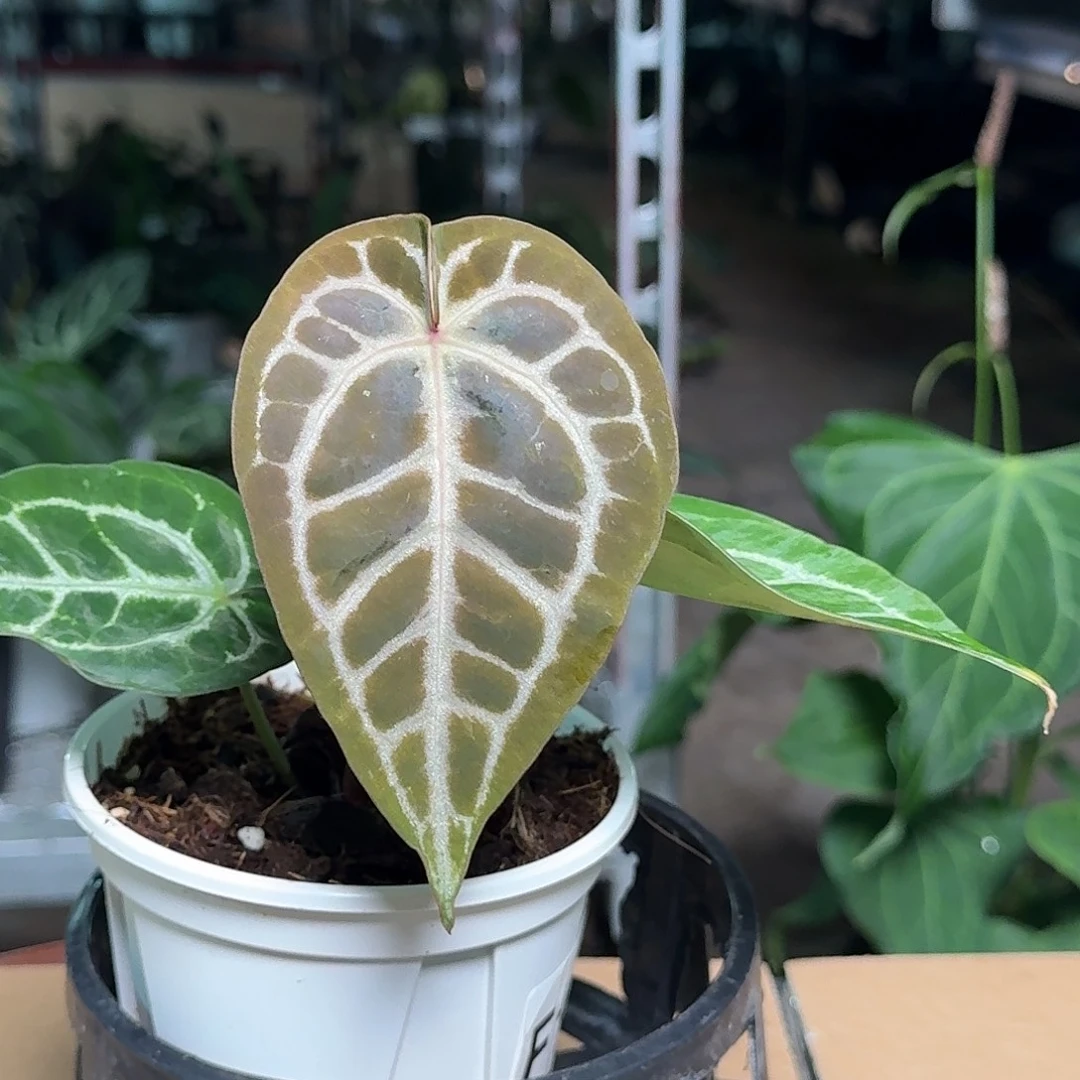 完全开放F11极致小钻石杂红水晶