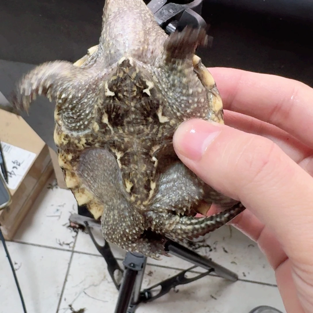 小鳄龟不分公母11