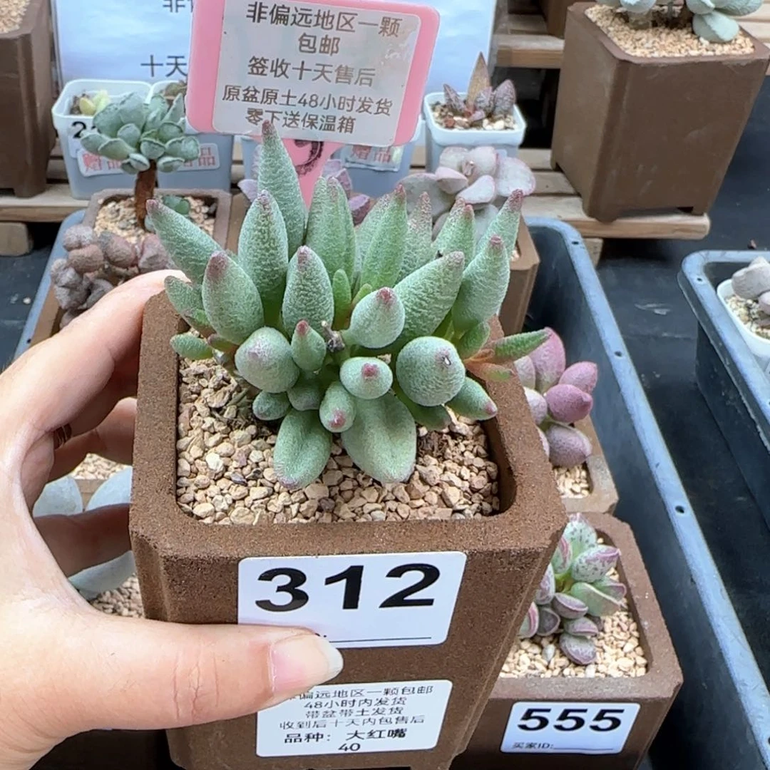 312大红嘴多肉植物微瑕