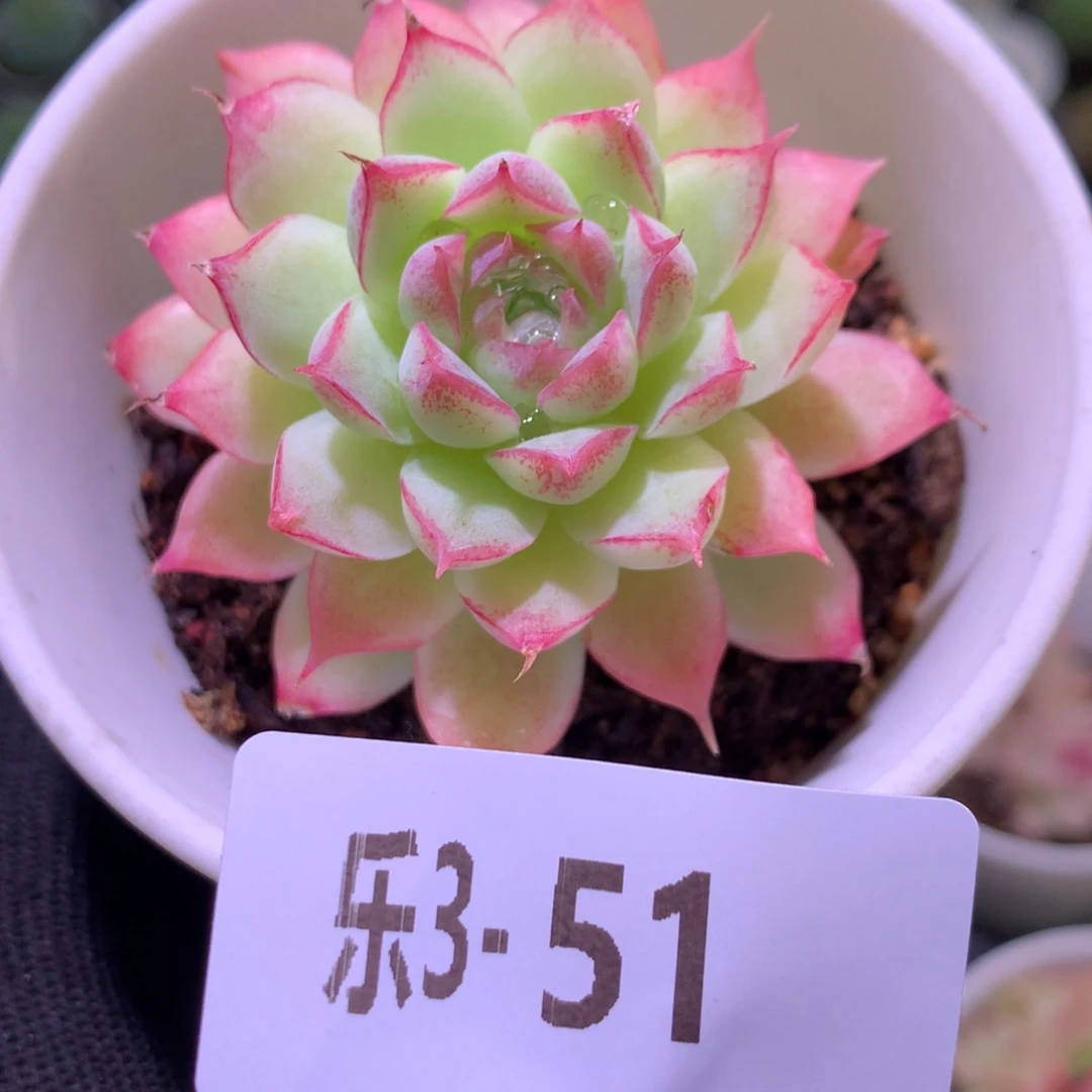 乐然 3-51 女王玫瑰