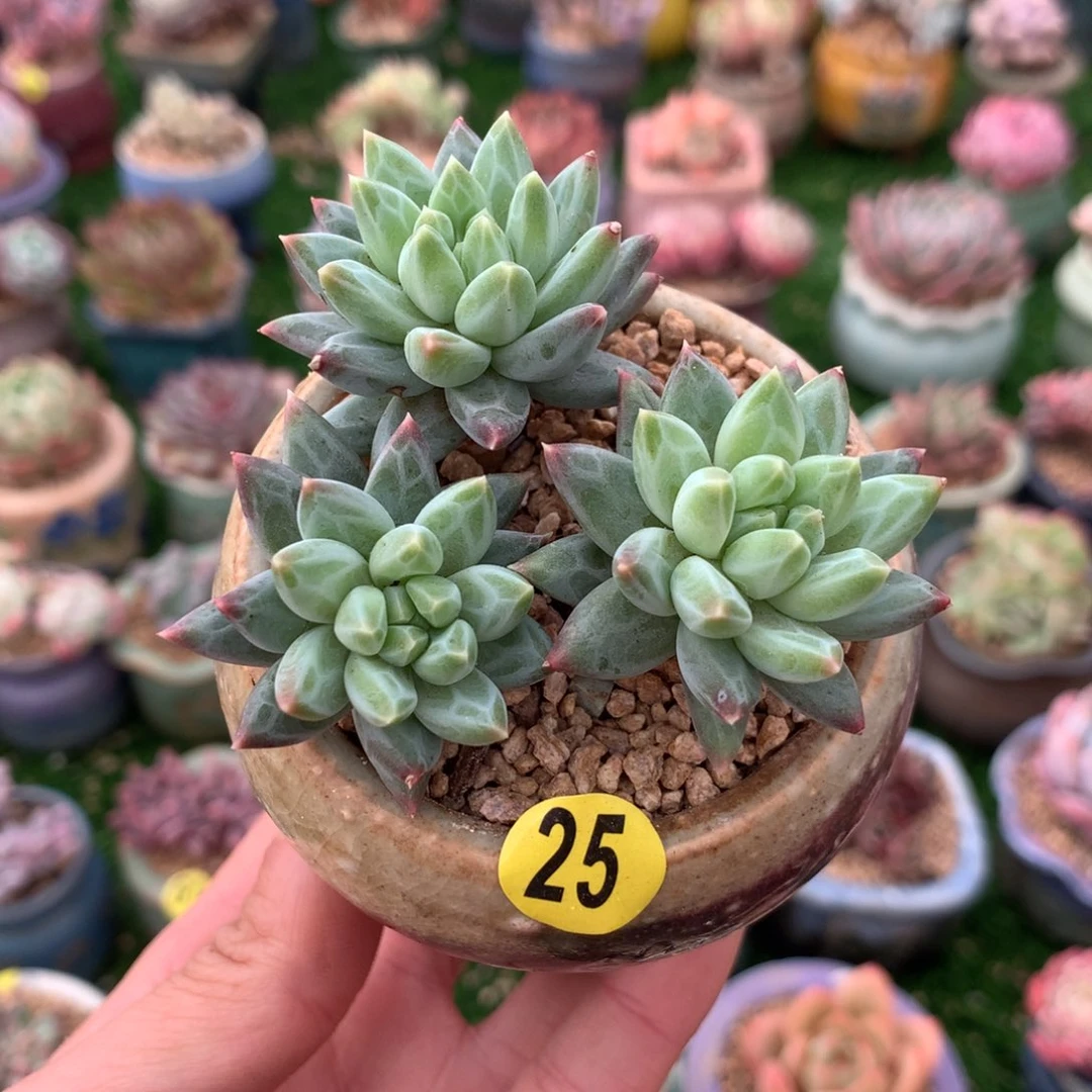 带盆   青花瓷