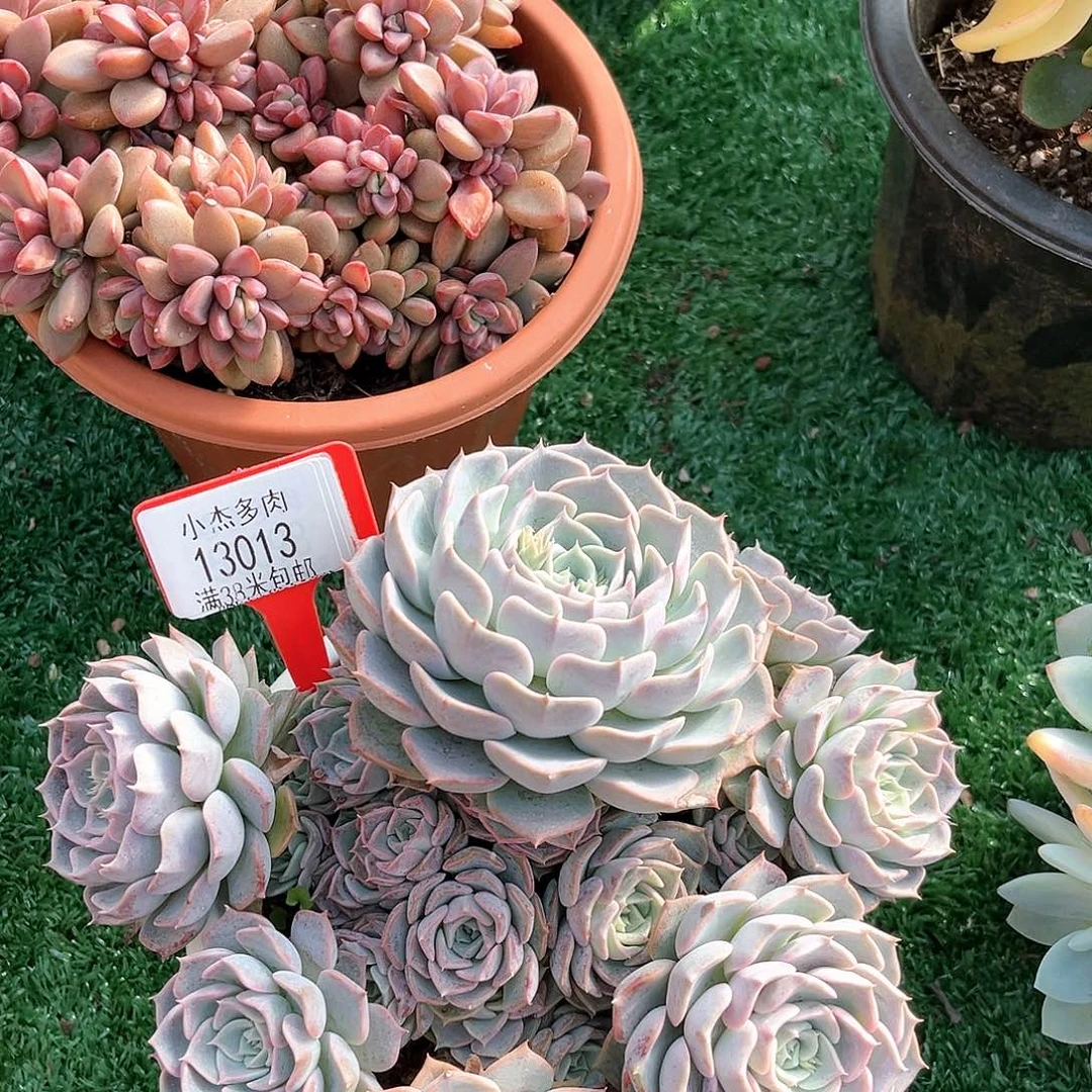 小杰海淋娜13013