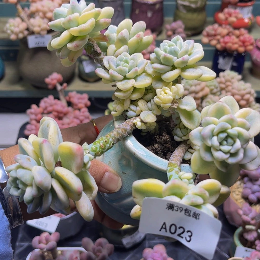 劳尔锦023/13cm多肉