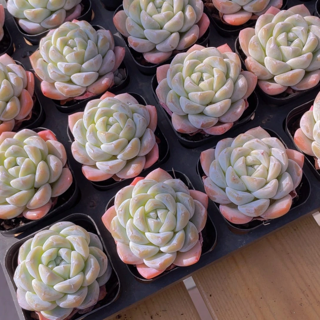 718号 开播福利丸叶玉冰冰单头一个