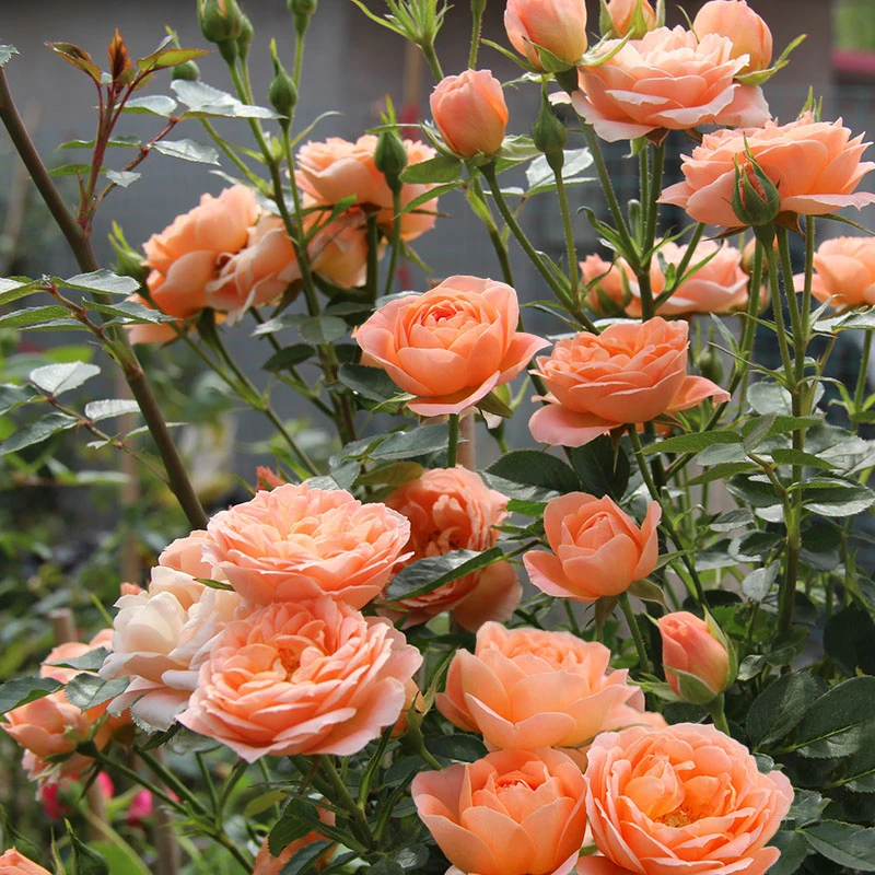 甜梦大型爬藤月季果香味开花量大抗性好多季节开花南北方可种植