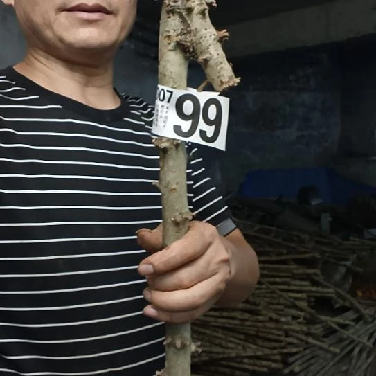 给***掌香榧木高山 檬子木文玩料