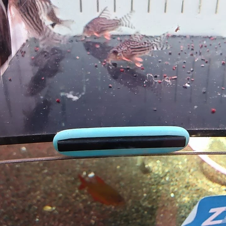 海水金翅2  茉莉2 尺寸2.8/3cm 顺丰