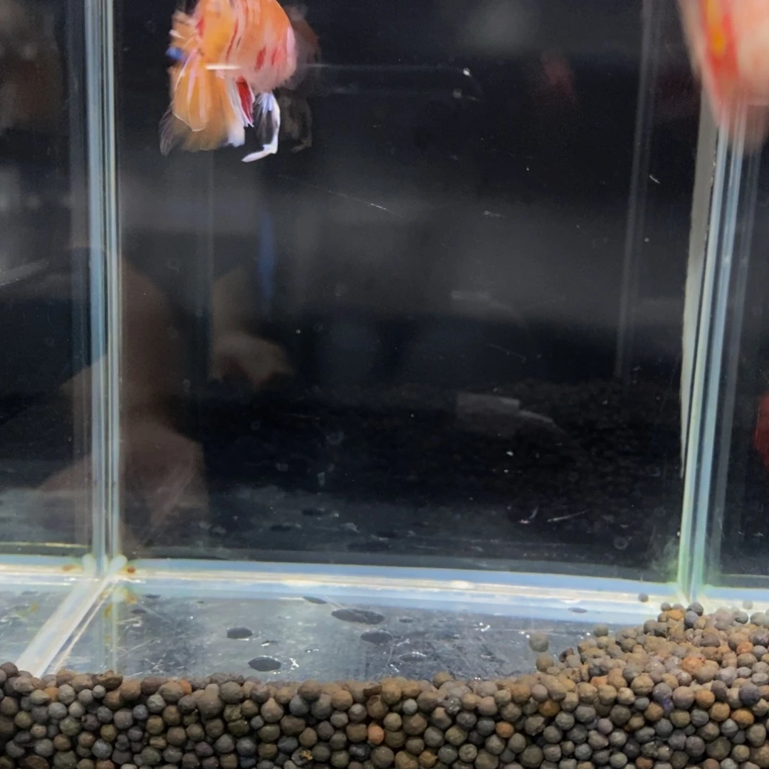 斗鱼*️*268巨斗巨斗