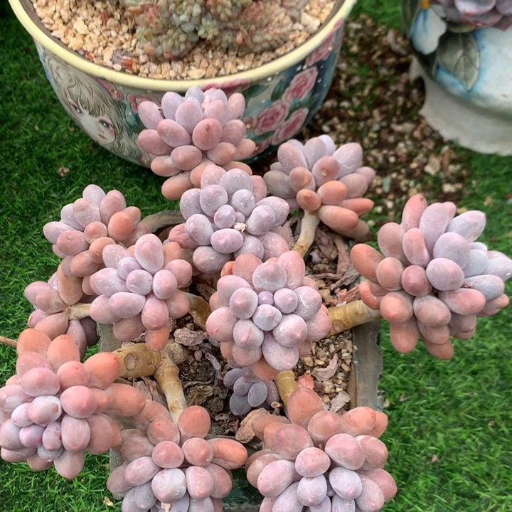 多肉植物汤圆群微微瑕