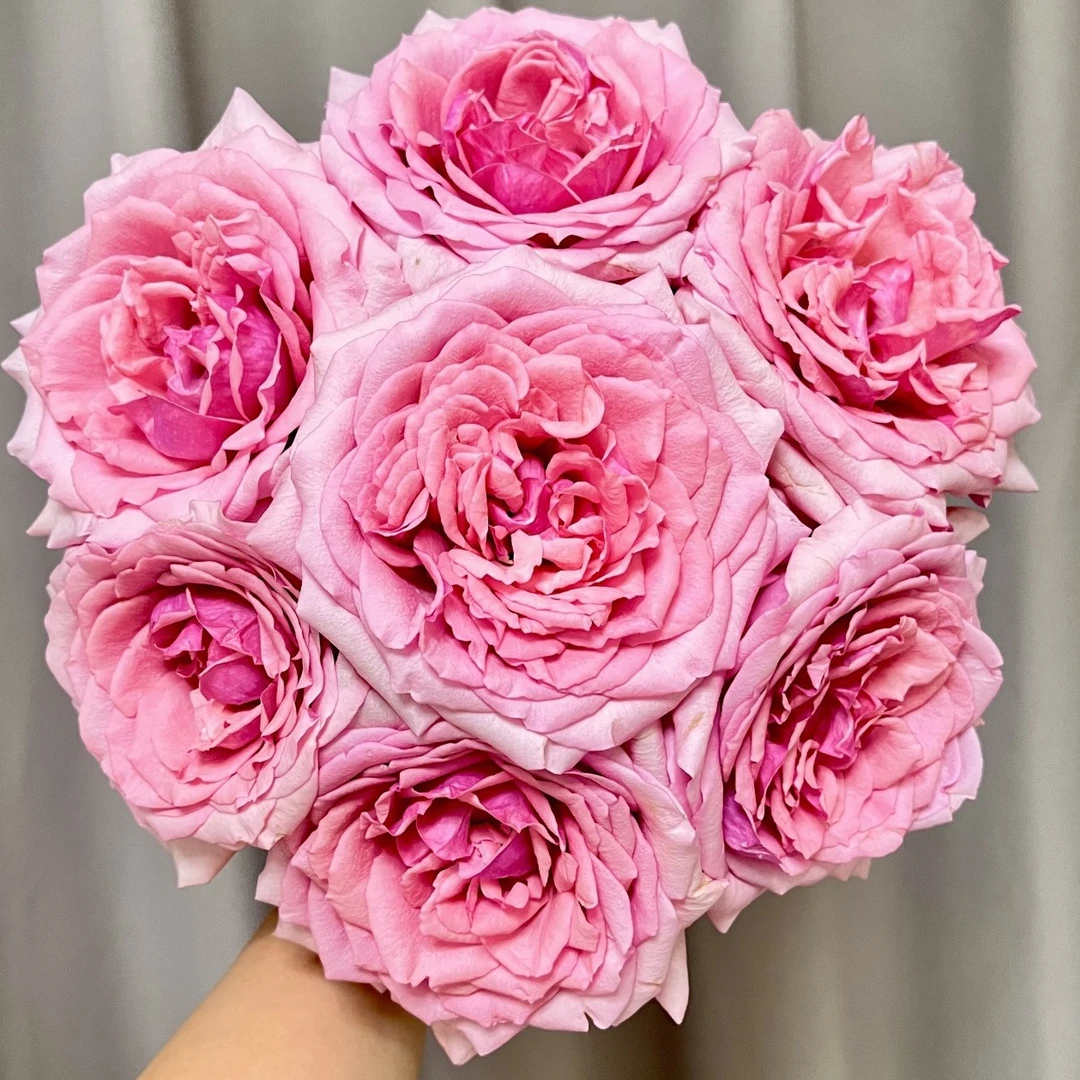 粉邂逅玫瑰20枝【1单包邮】云南鲜花家用